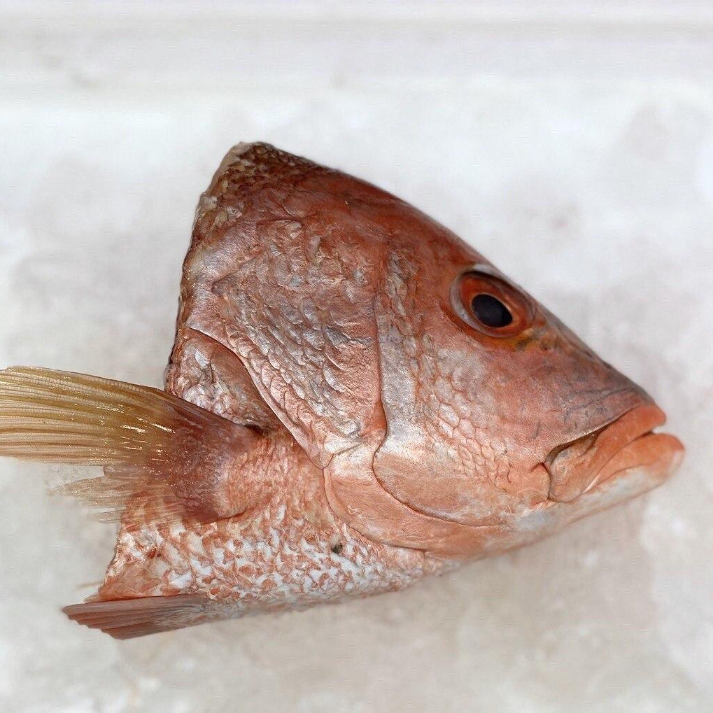 Snapper Heads / Bones (pcs) – Moby's Wholesale