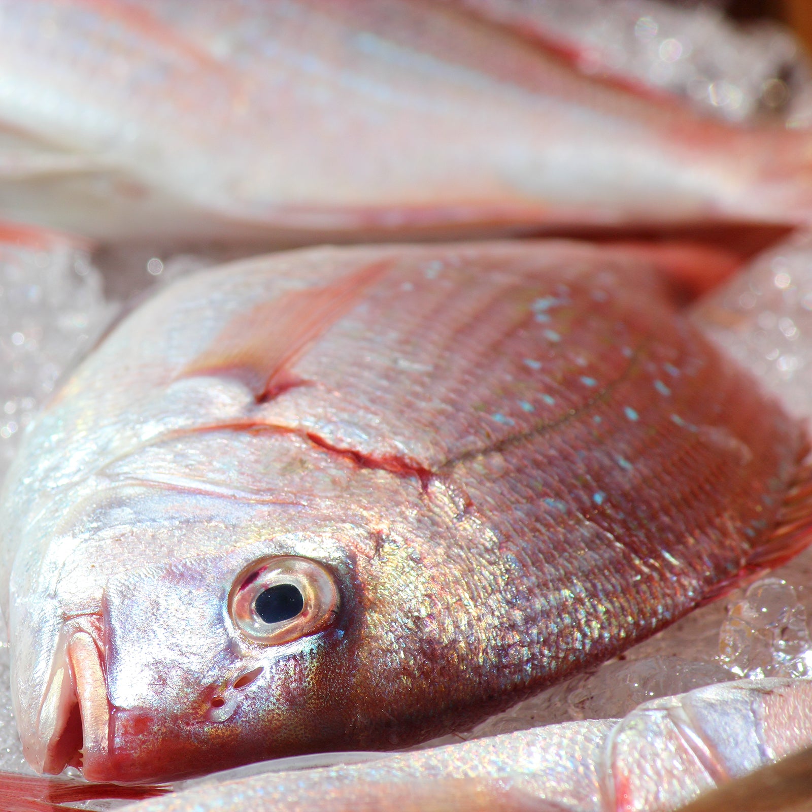 # Longline Snappers (per kg) – Moby's Wholesale